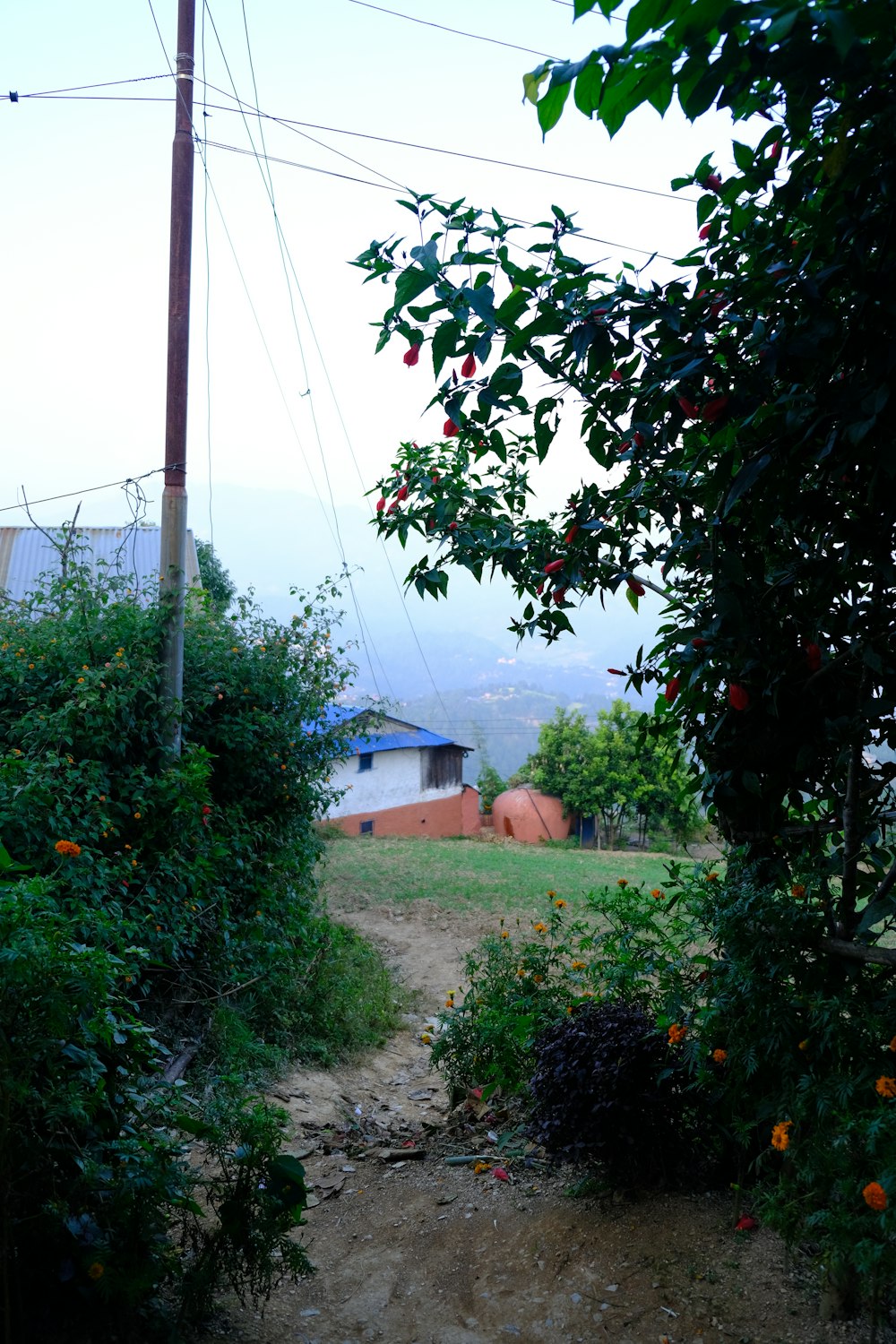 a dirt path with plants and trees