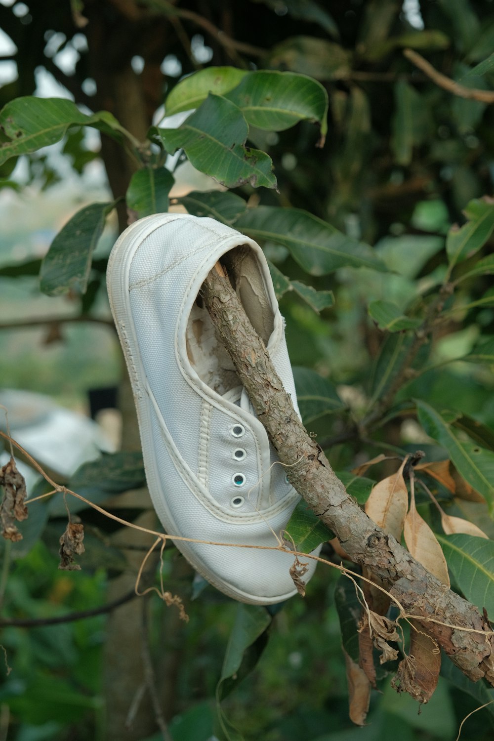 a white object on a branch