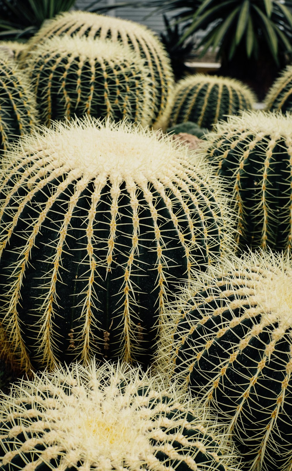 a group of cacti