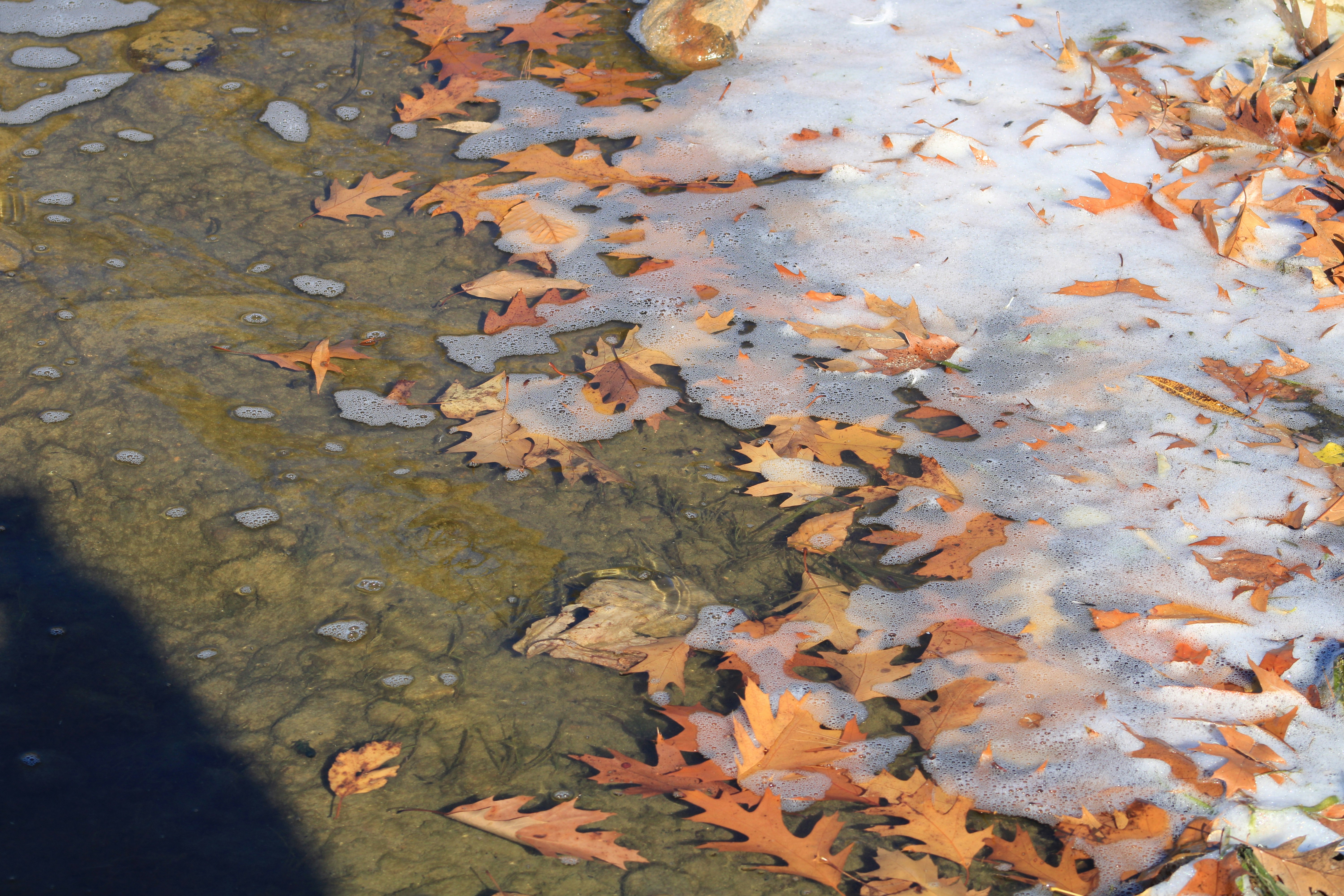 a group of leaves on the ground