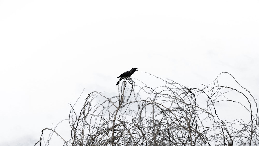 a bird sitting on a tree branch