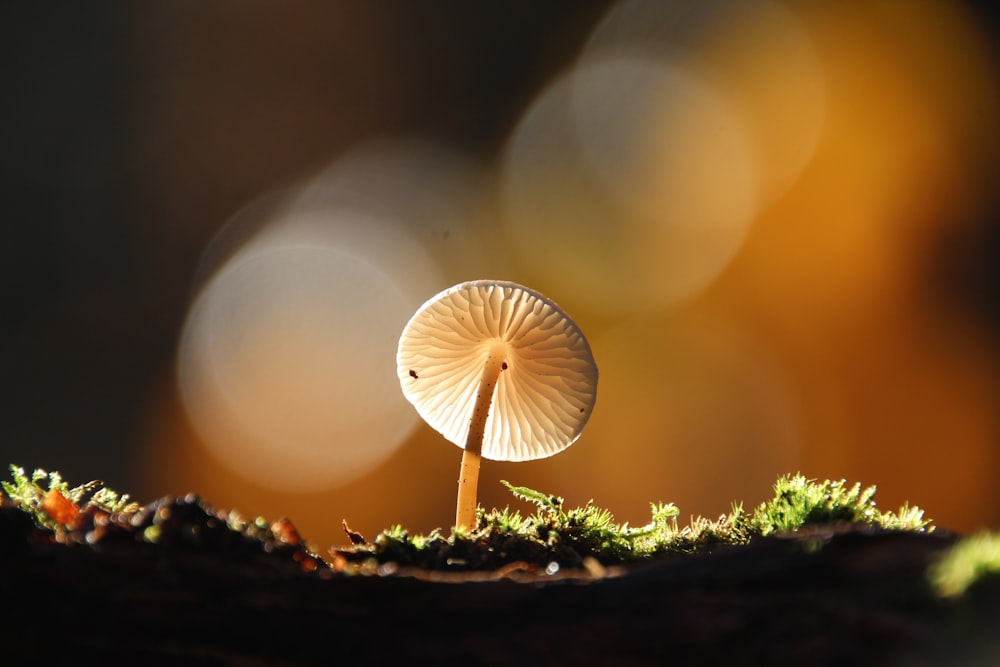 a mushroom growing out of a pile of dirt