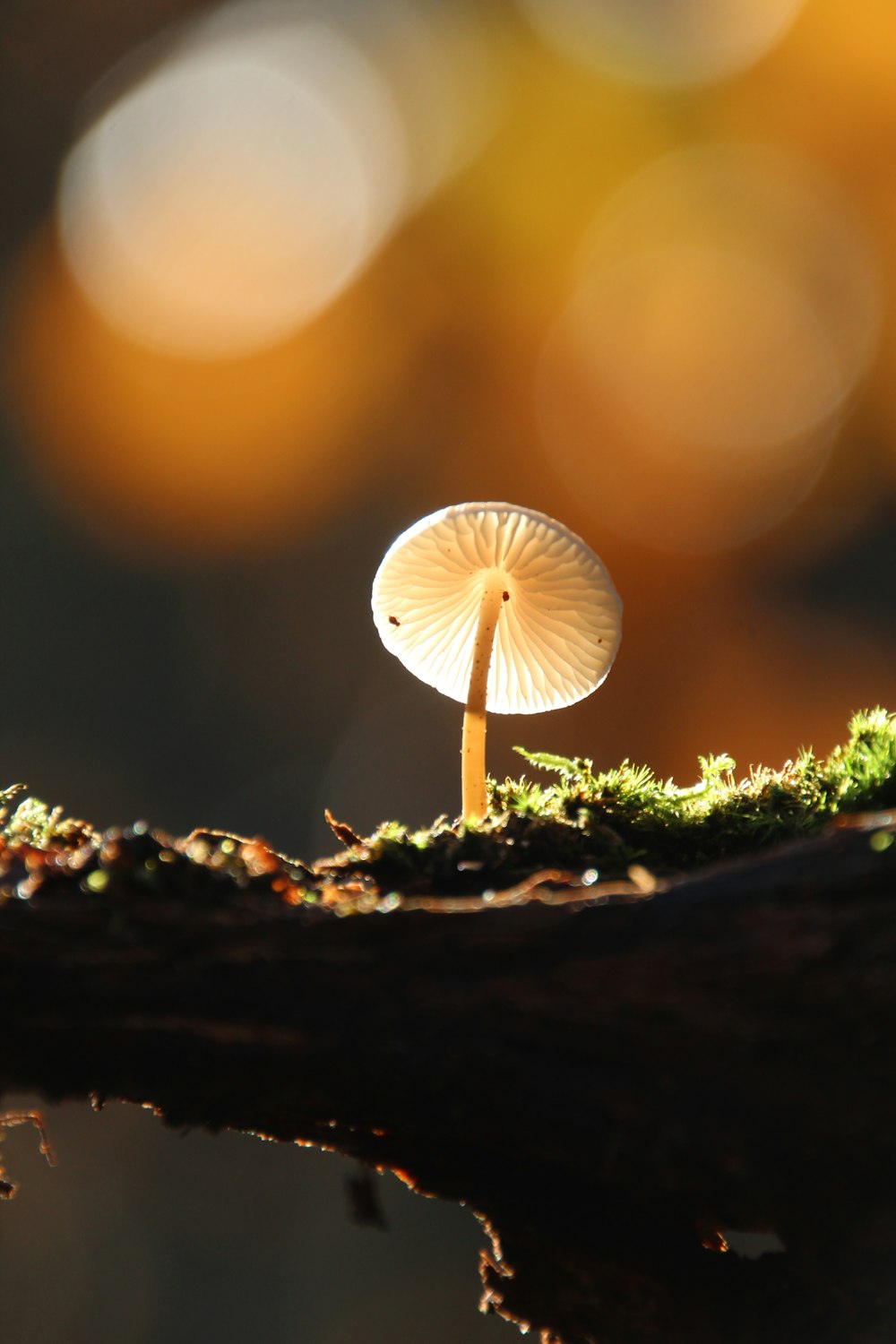 a mushroom growing out of the ground