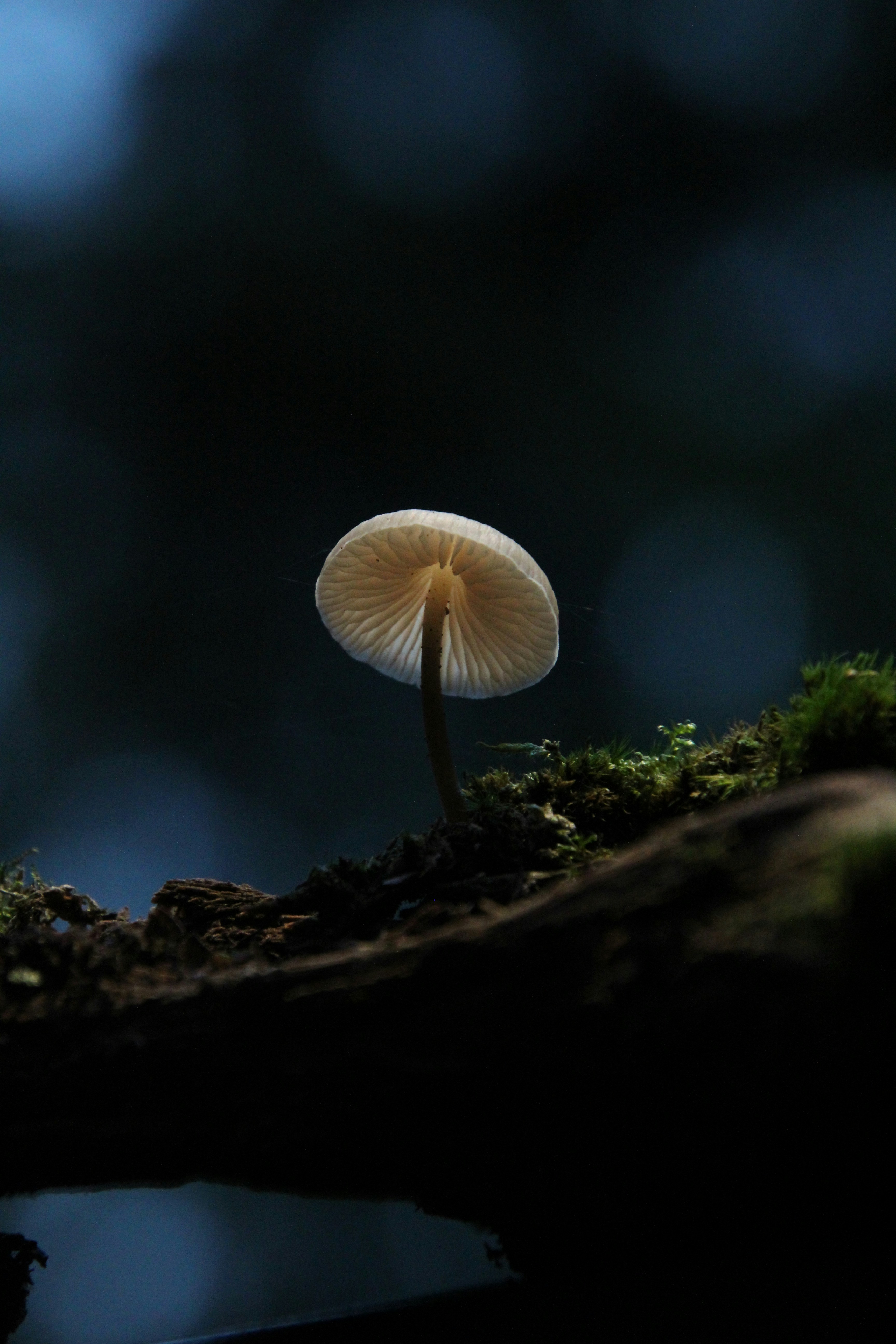 Photo by bosxdesign