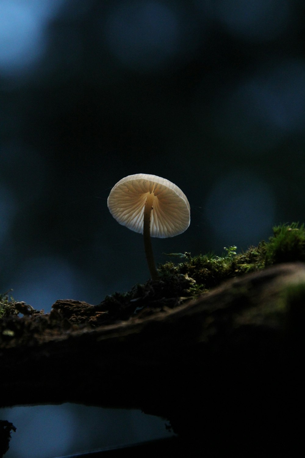 a white mushroom growing out of a rock