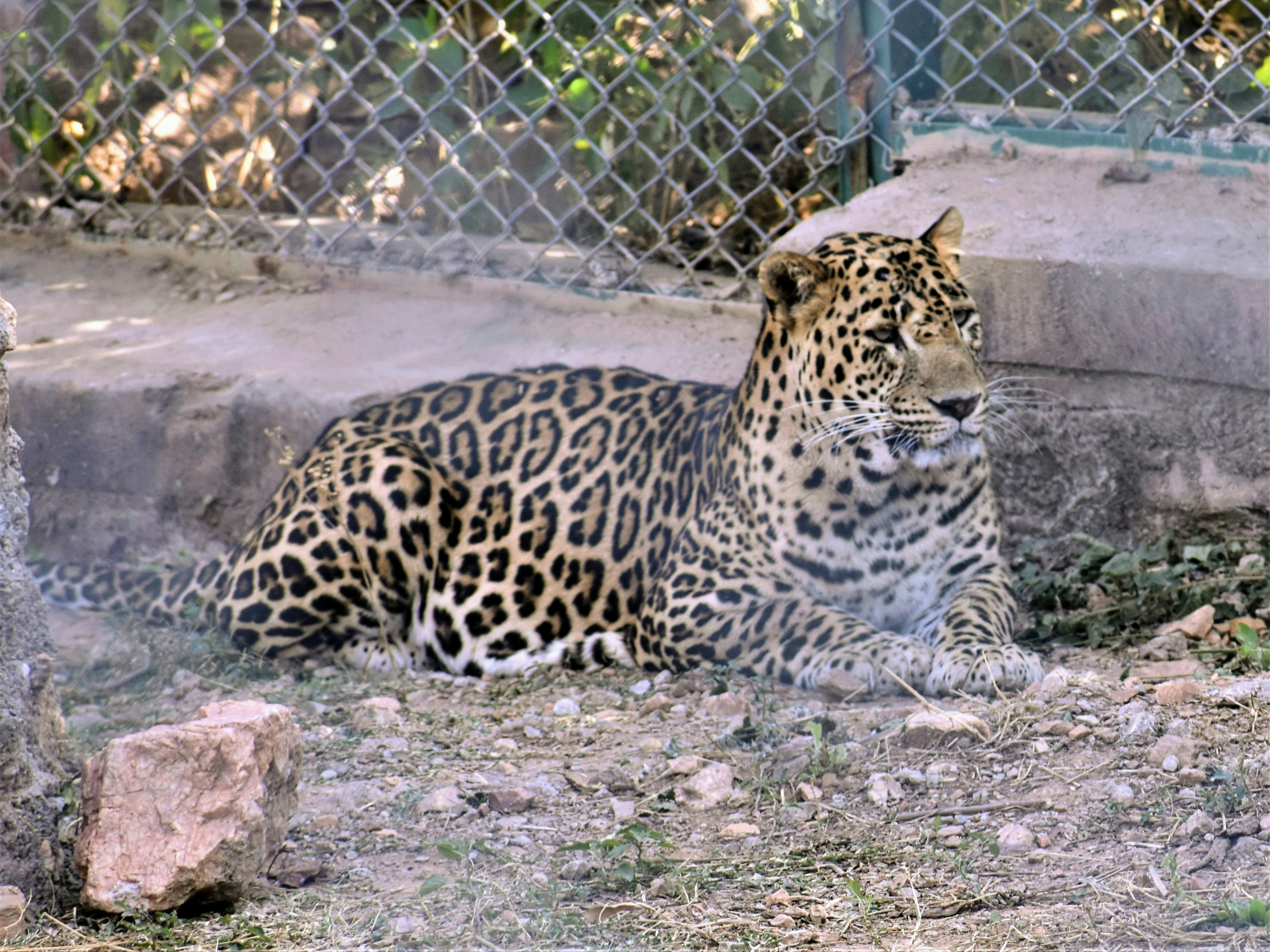 Leopards in the Mountains of Morocco (image credits: unsplash)