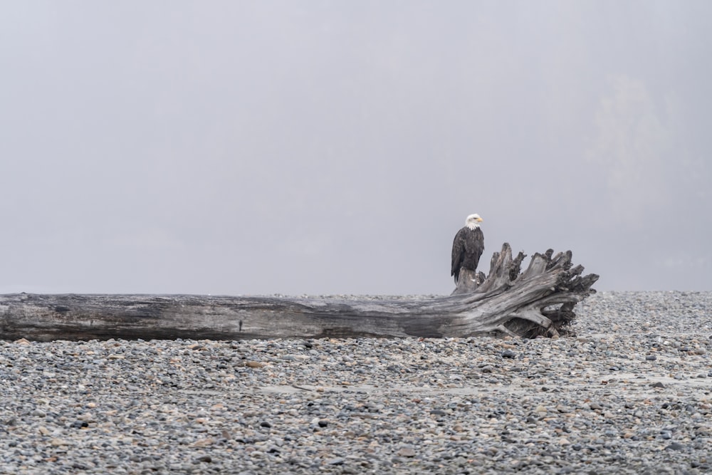 a bird sitting on a log