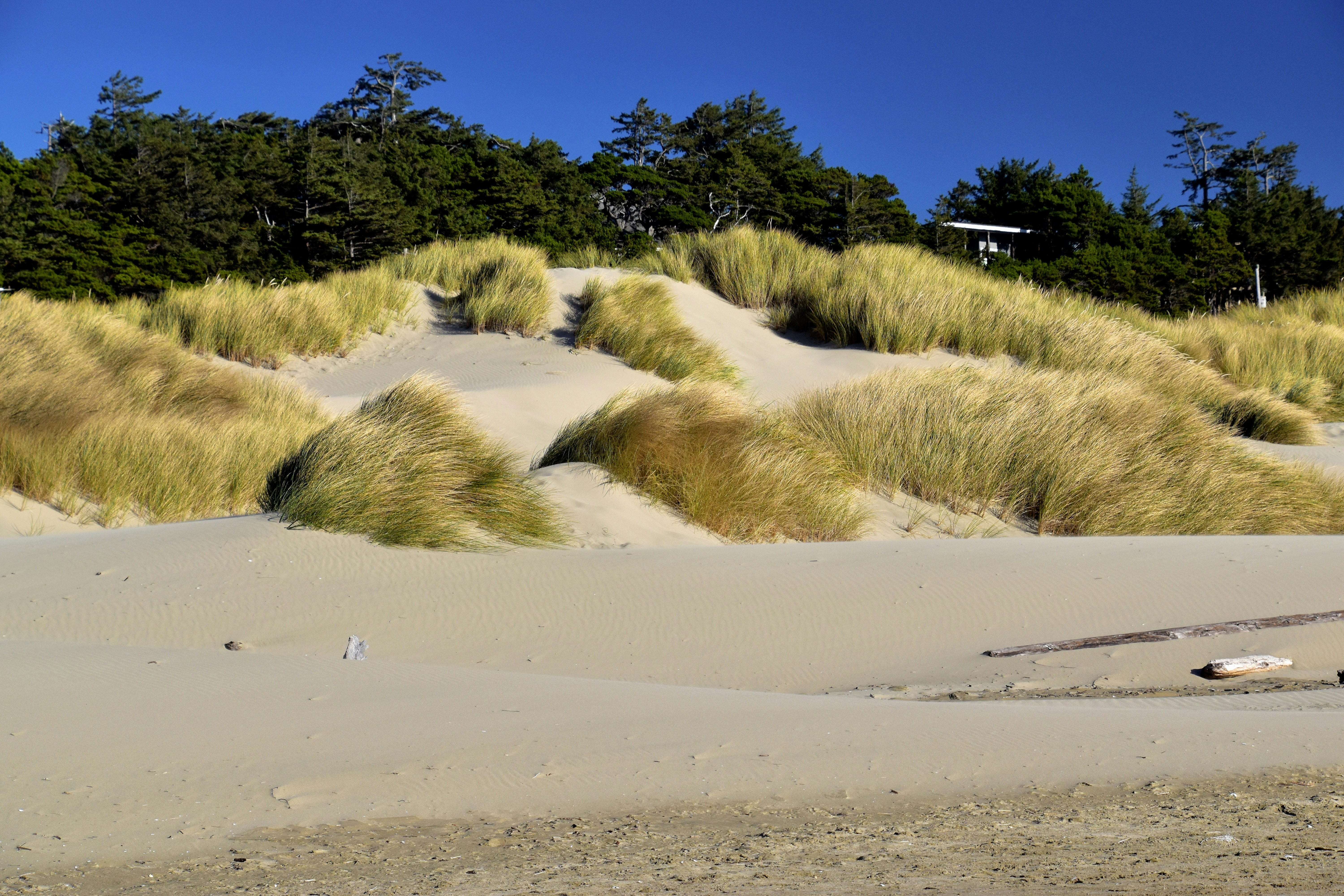 A sandy beach with trees in the background