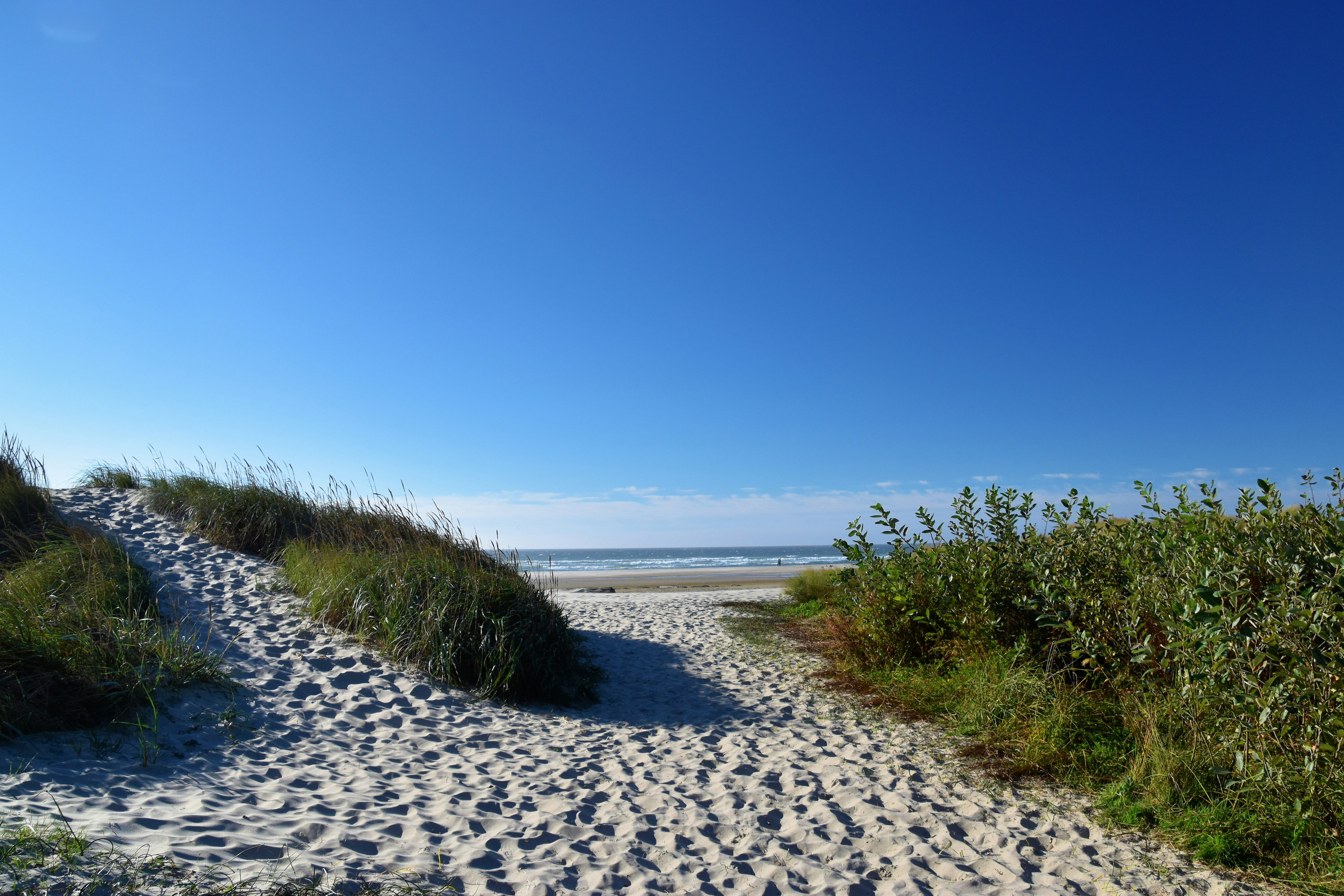 A sandy beach with bushes and grass