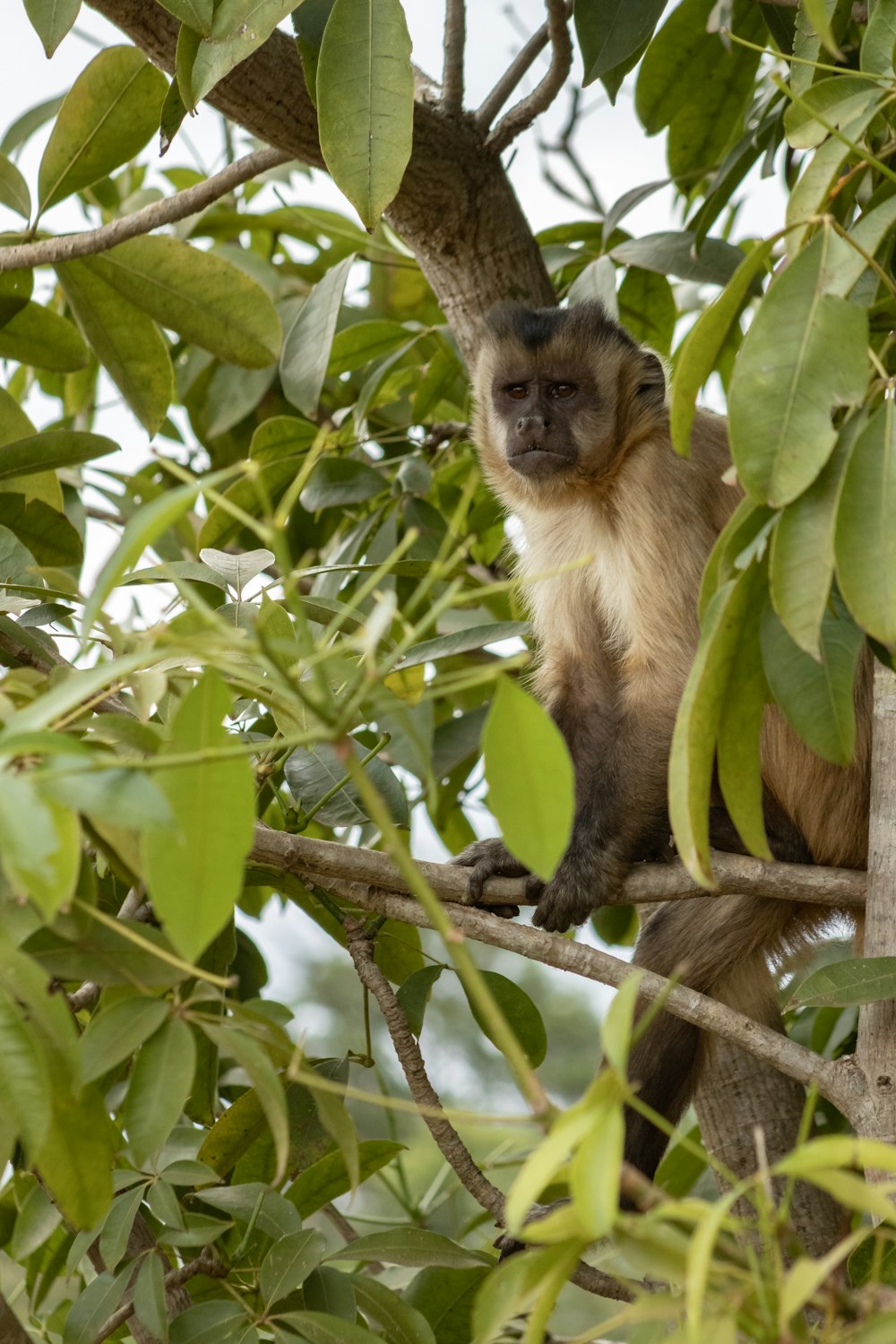 a monkey sitting on a tree branch