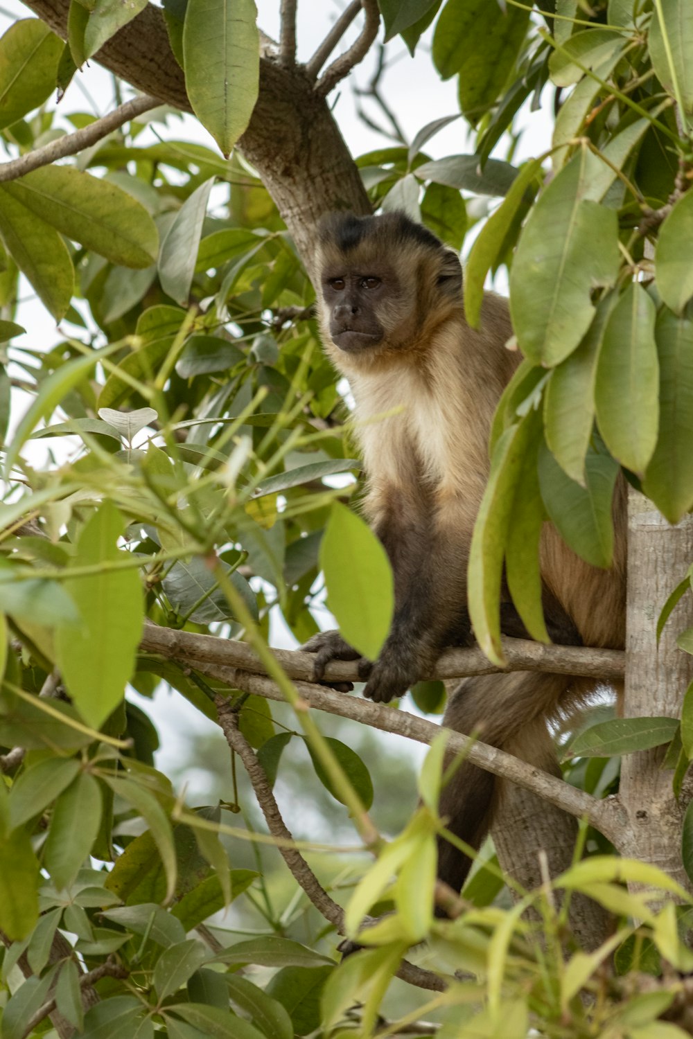 a monkey sitting on a tree branch