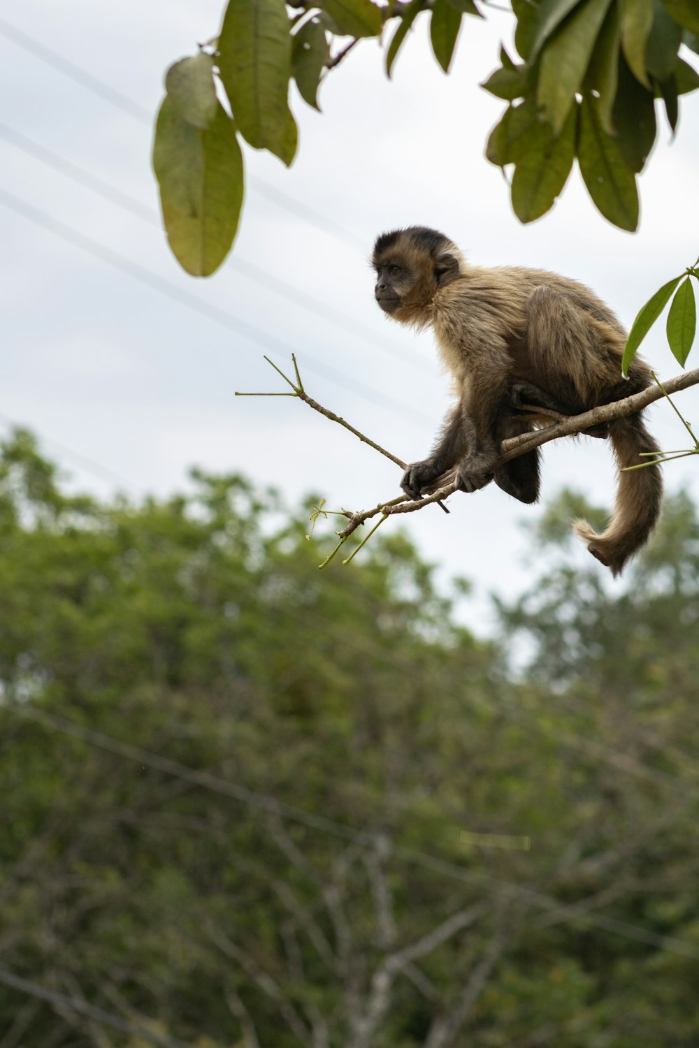 Un mono sentado en una rama