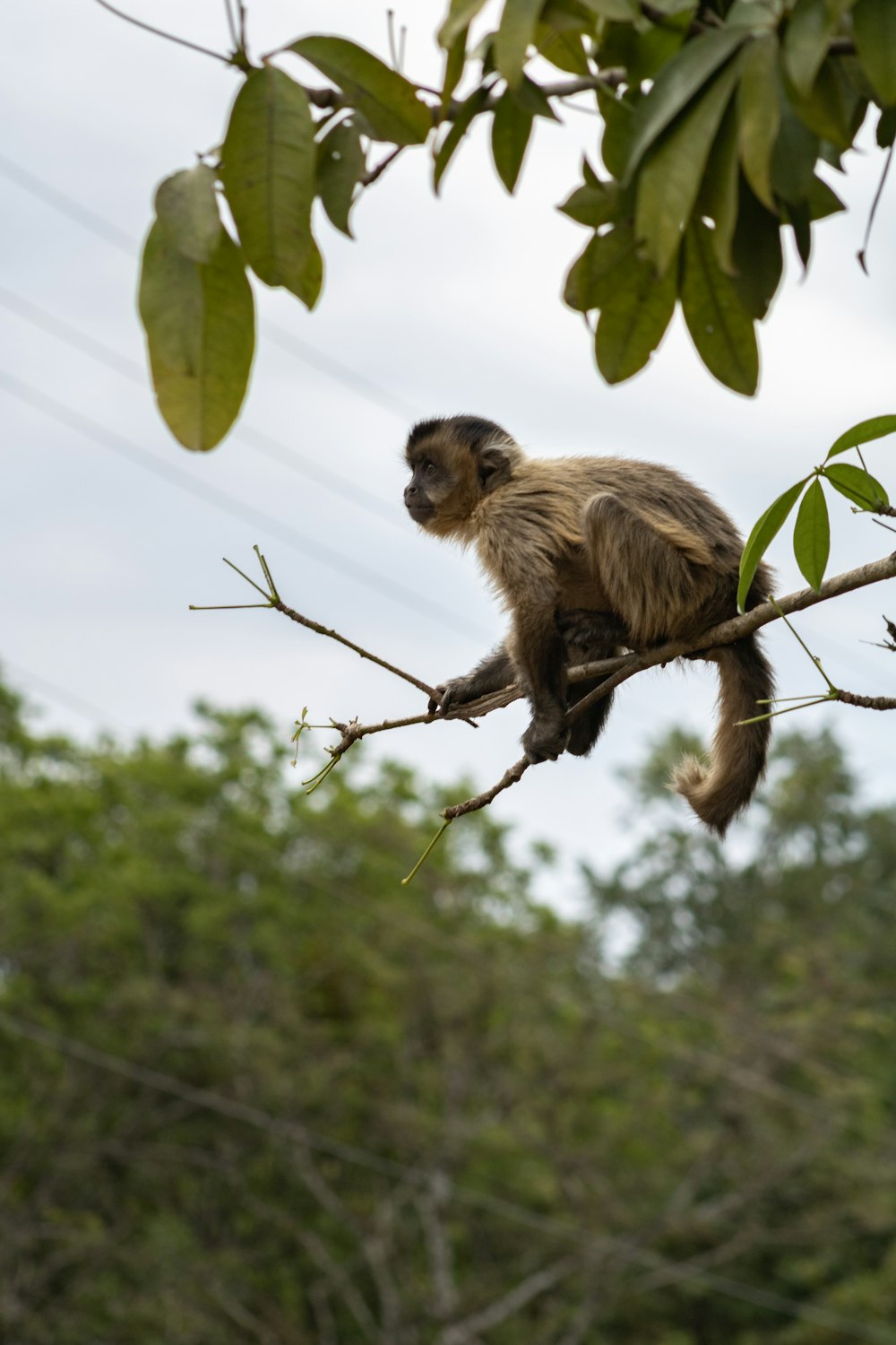 a monkey sitting on a tree branch