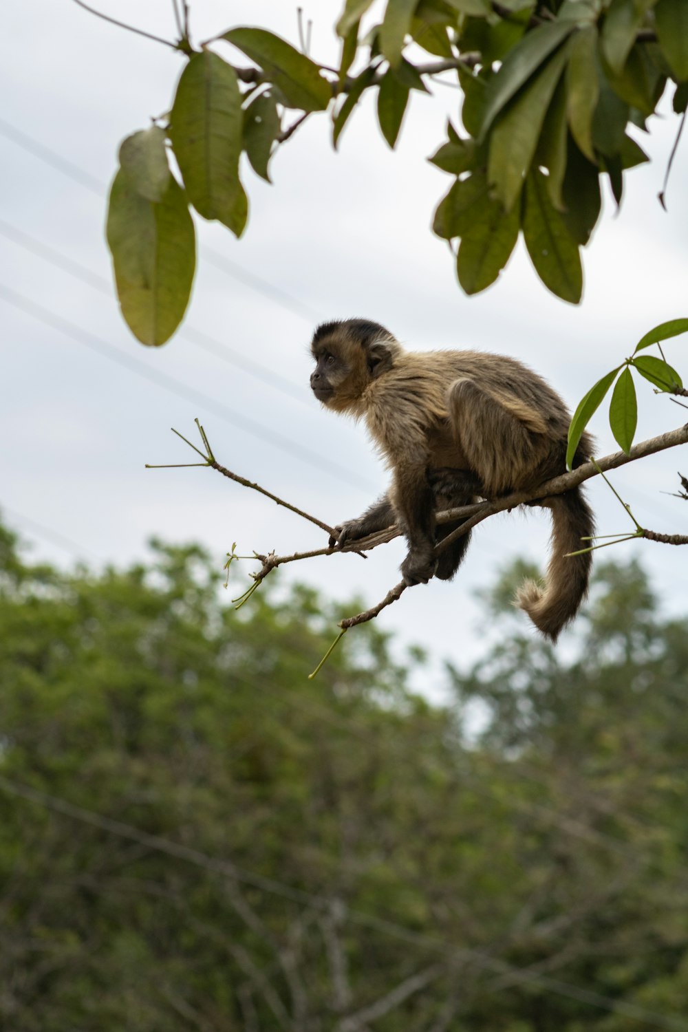 Un mono sentado en la rama de un árbol