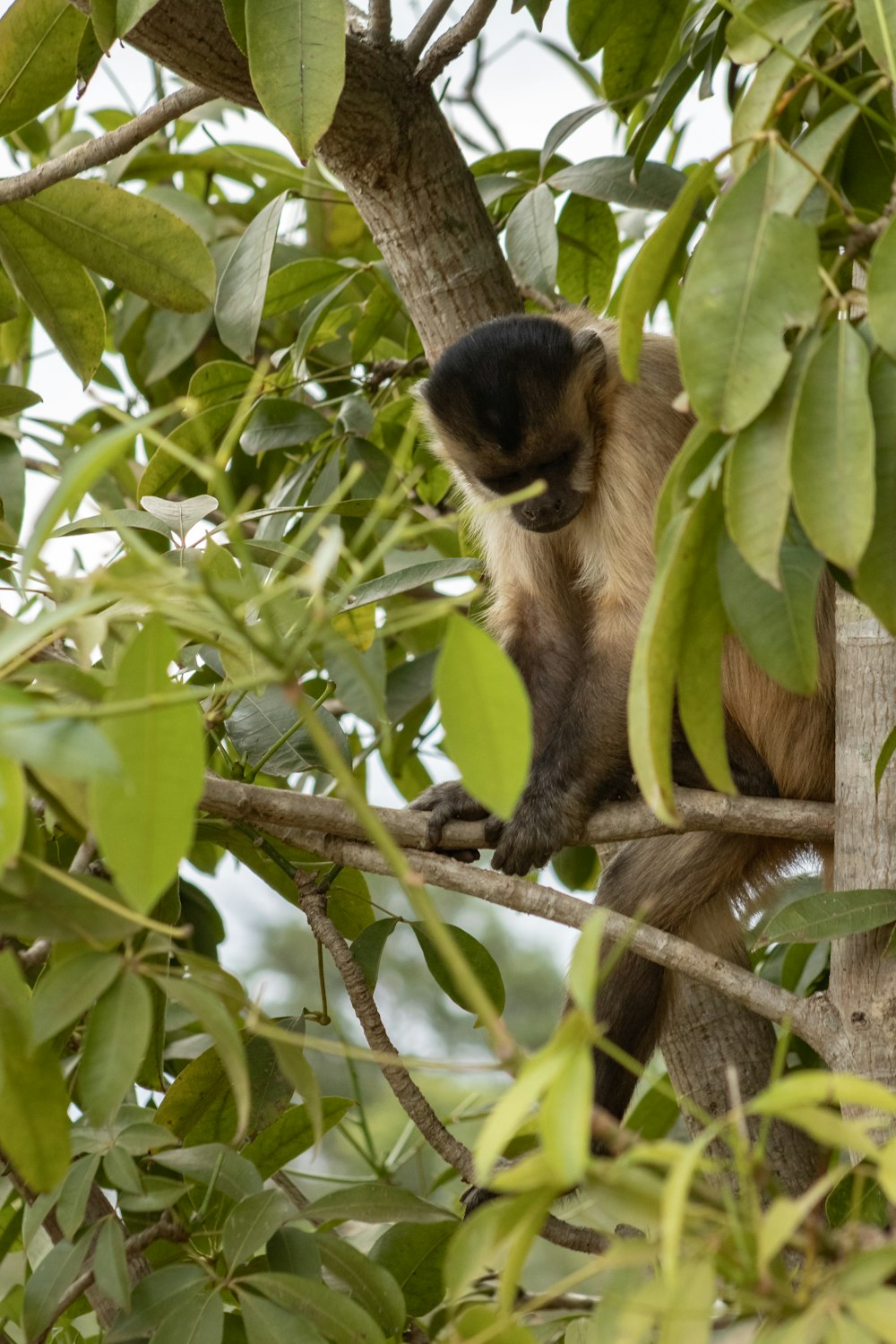 a monkey sitting on a tree branch