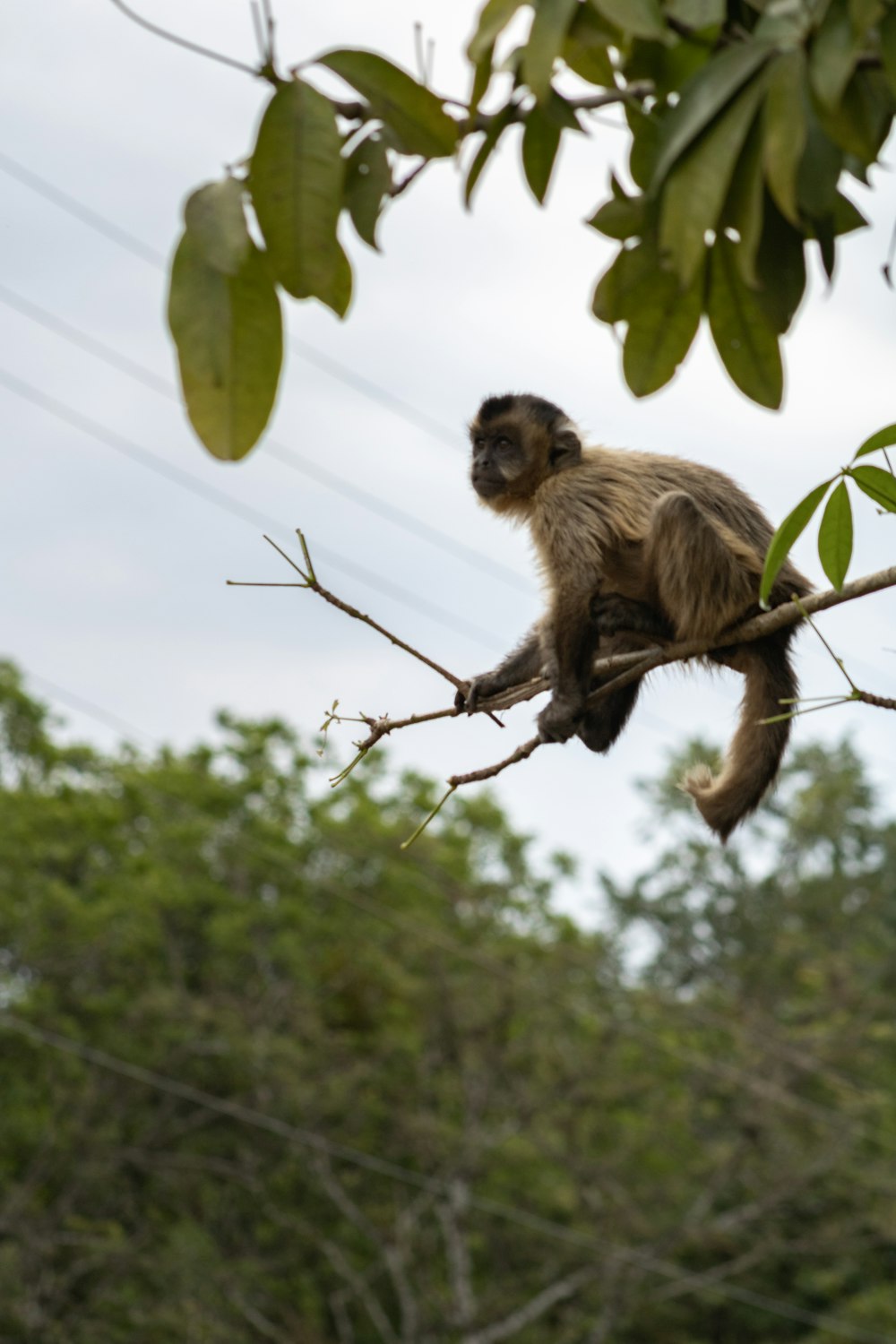 a monkey from a tree