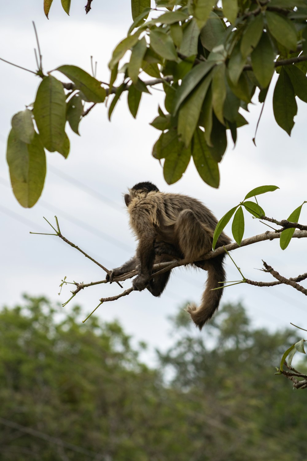 a monkey from a tree