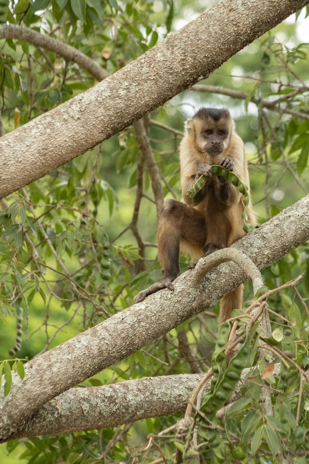 Un mono sentado en la rama de un árbol