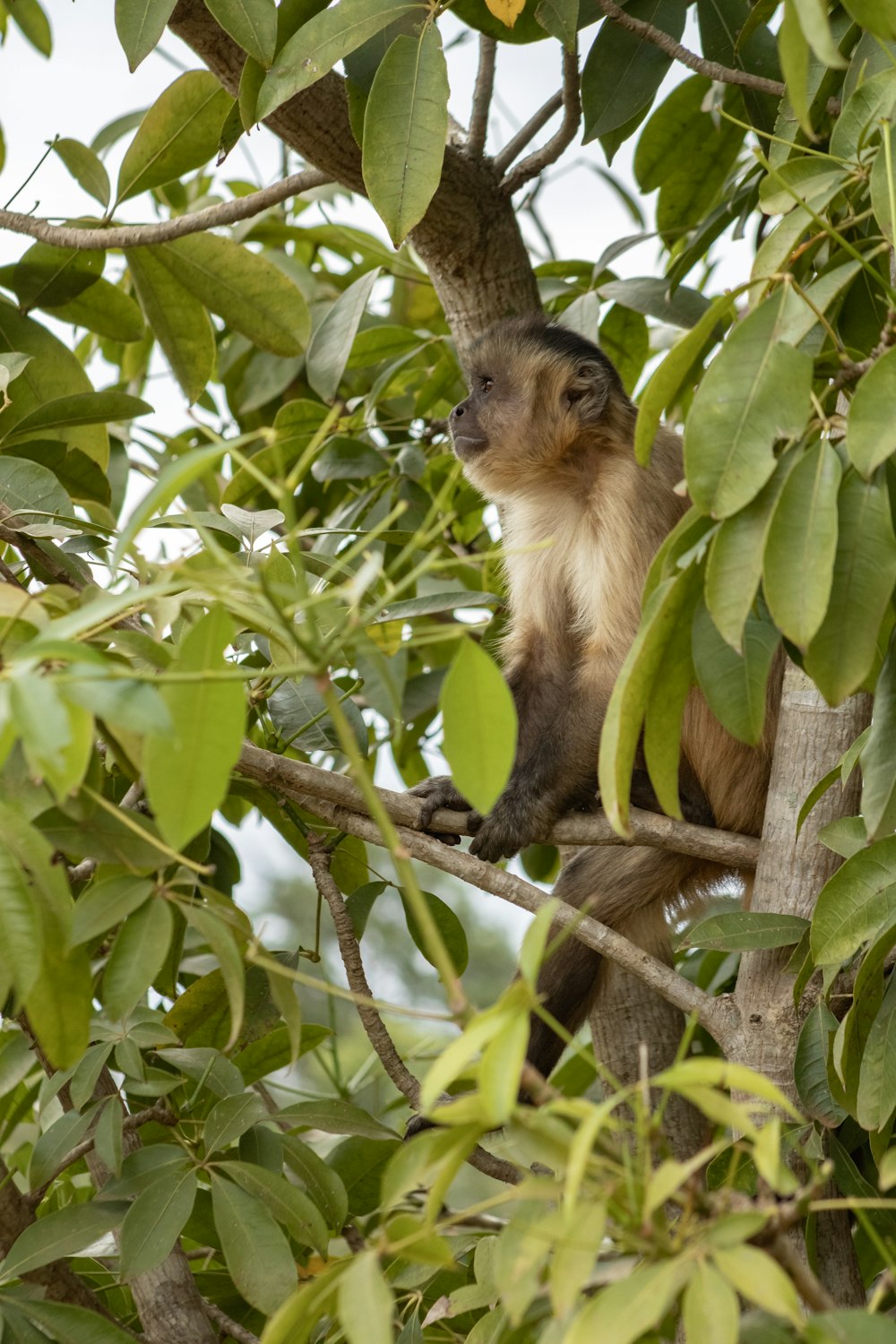 Un mono en un árbol