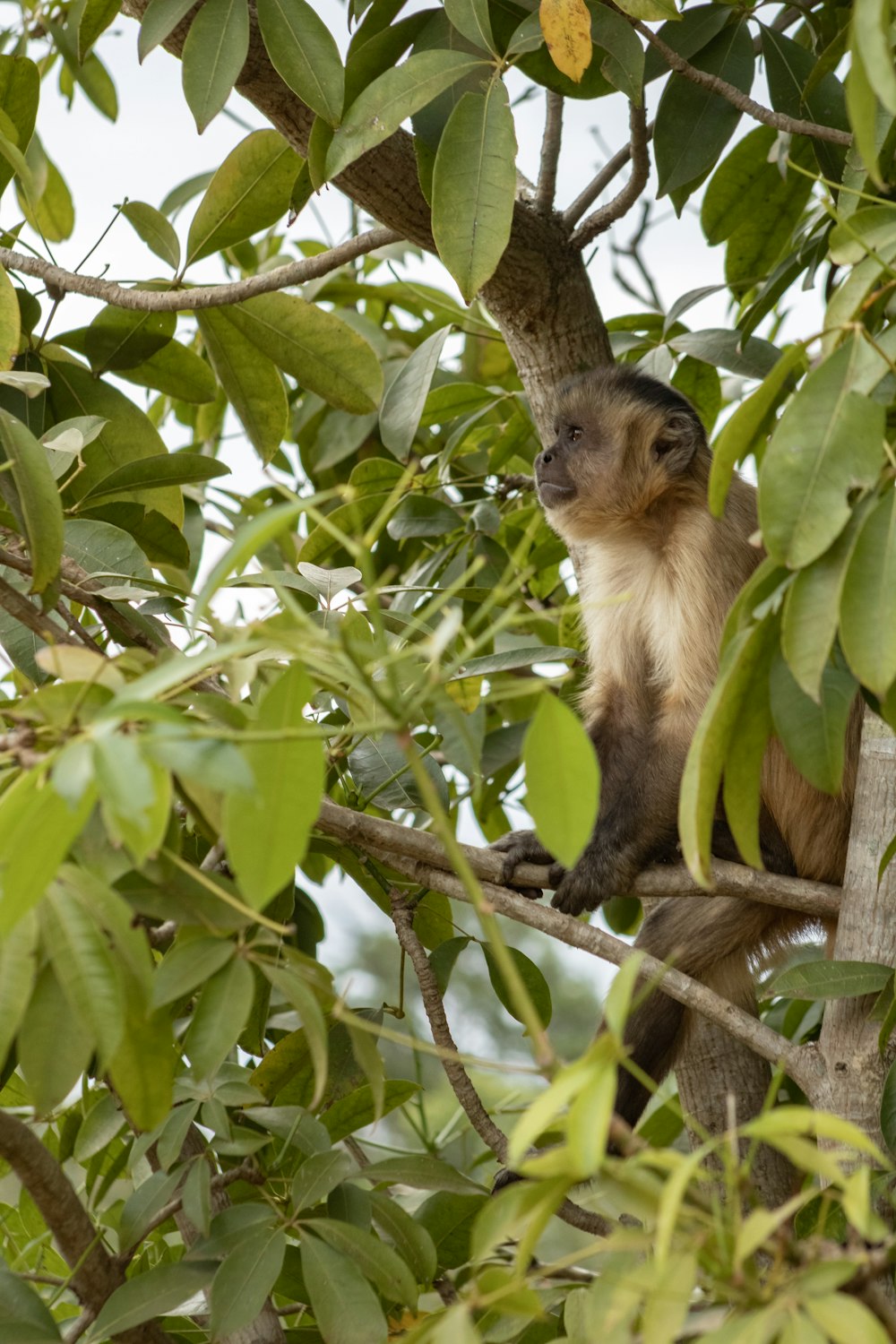 a monkey in a tree