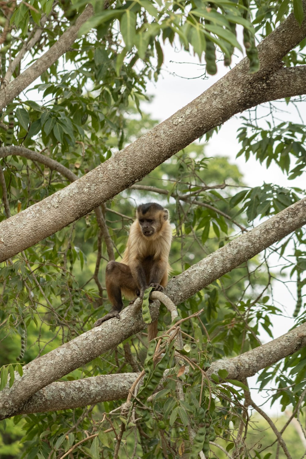 a monkey sitting on a tree branch