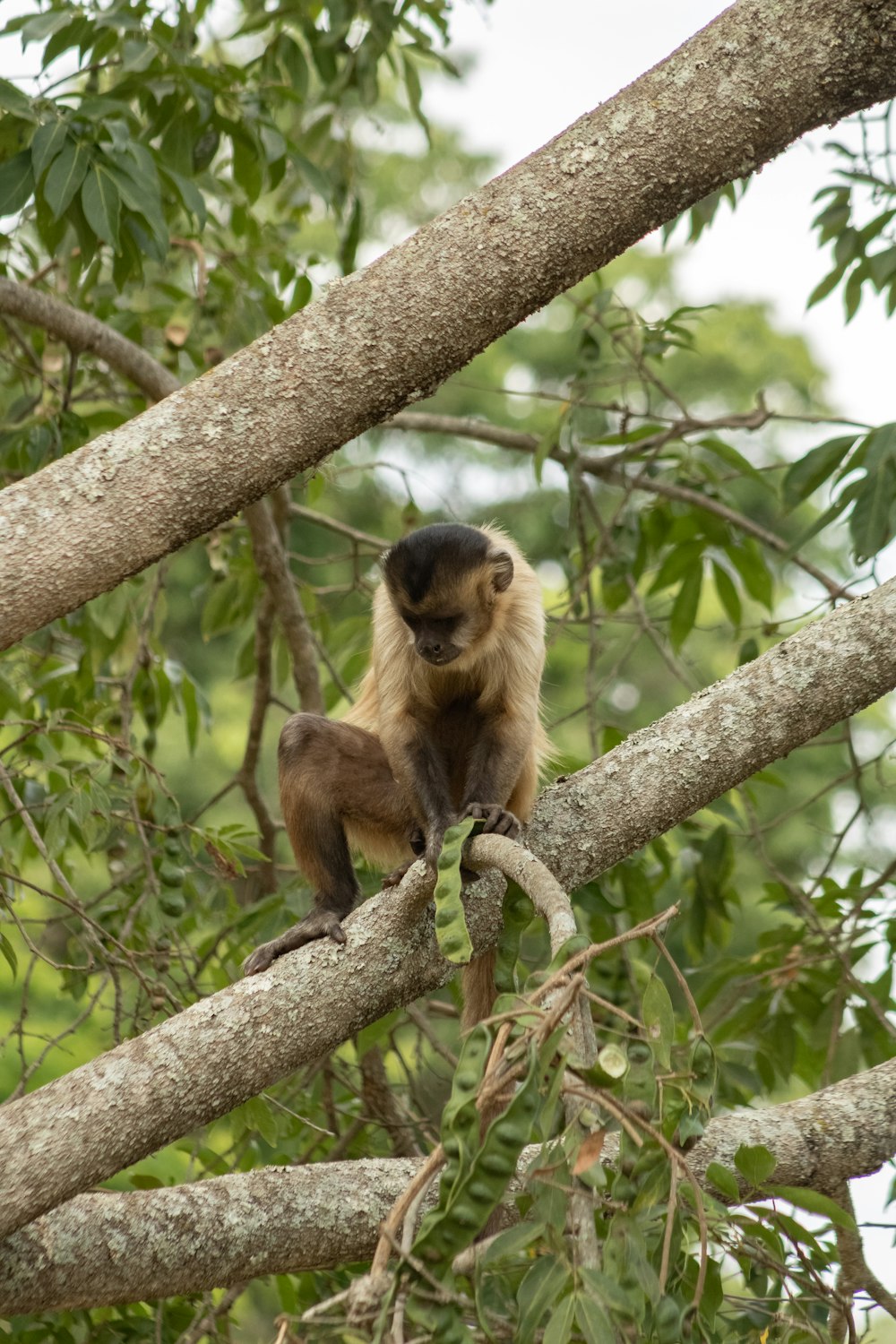 a monkey sitting on a branch