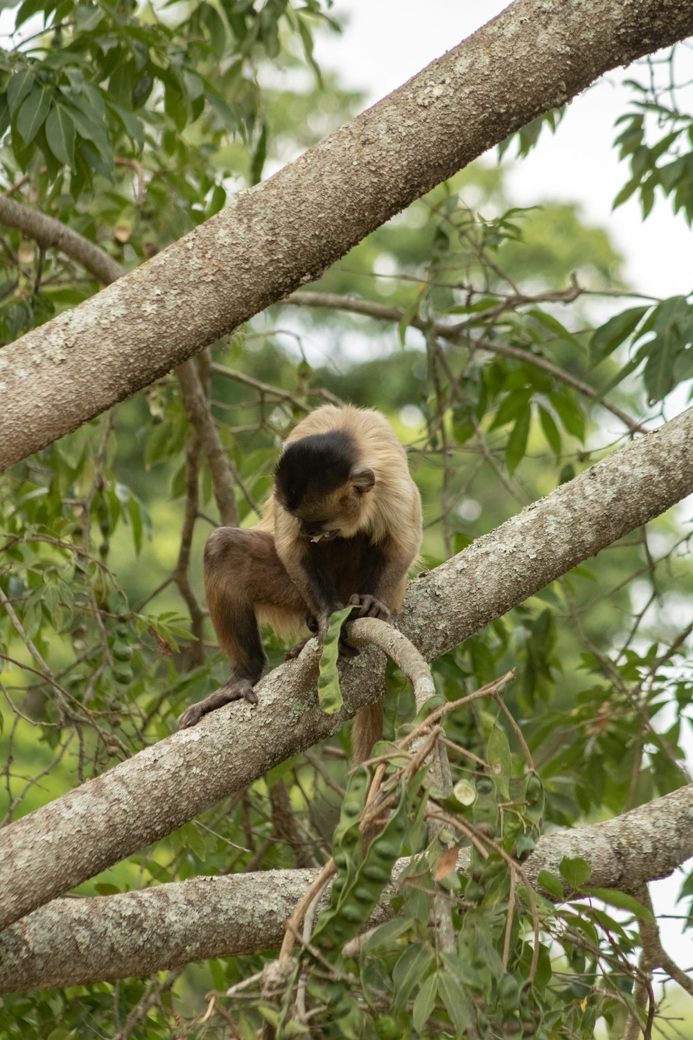 a monkey on a tree branch