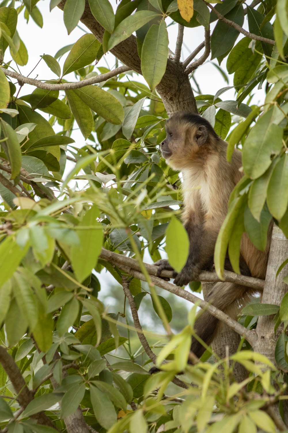 a monkey sitting on a tree branch