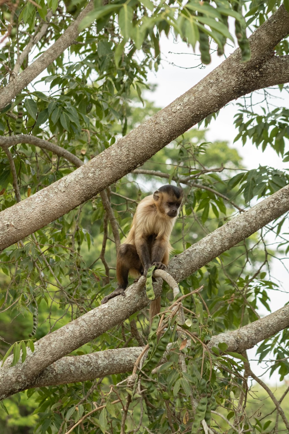 a monkey sitting on a branch