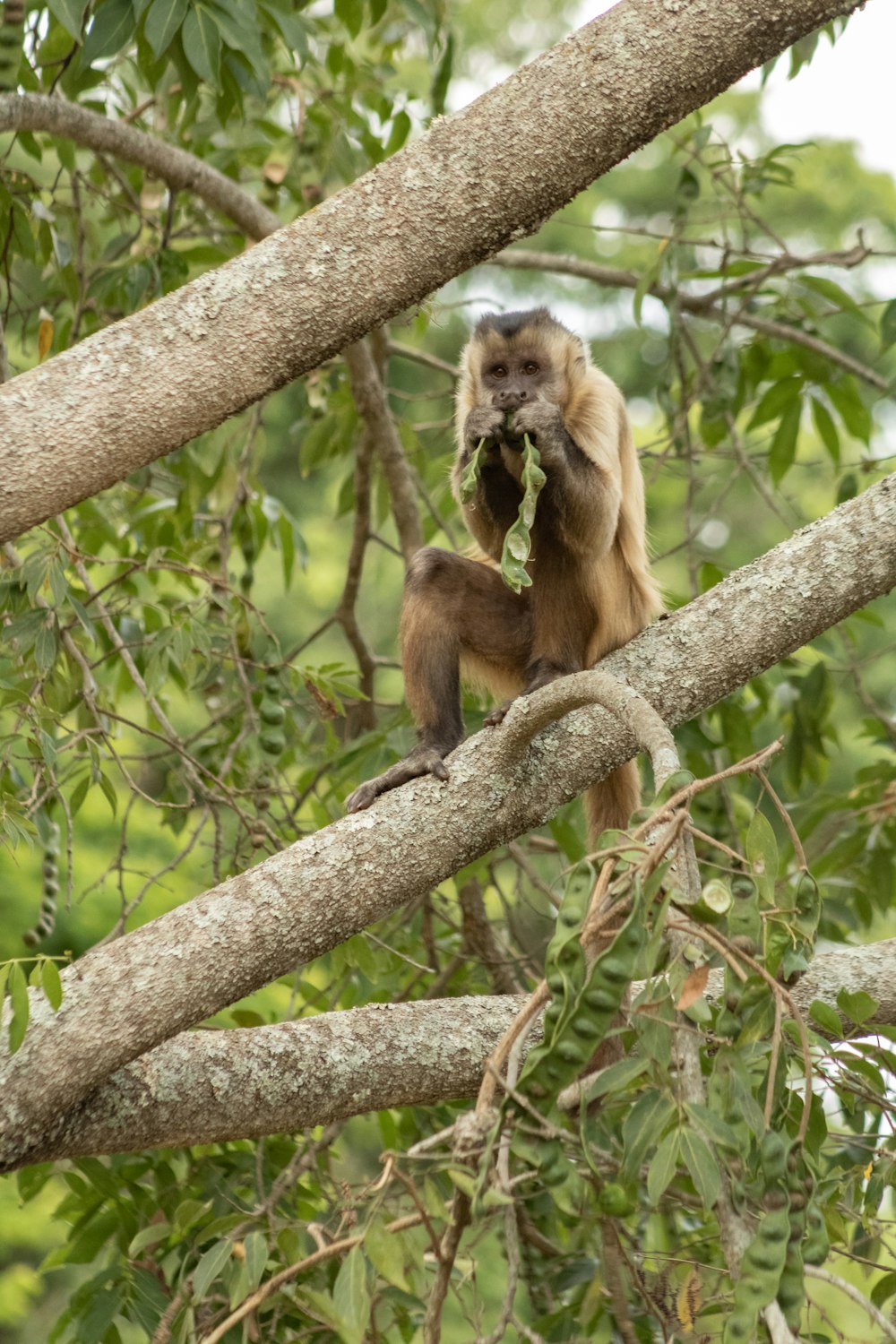 a monkey sitting on a tree branch