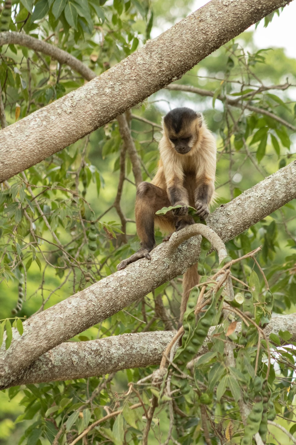 a monkey sitting on a tree branch