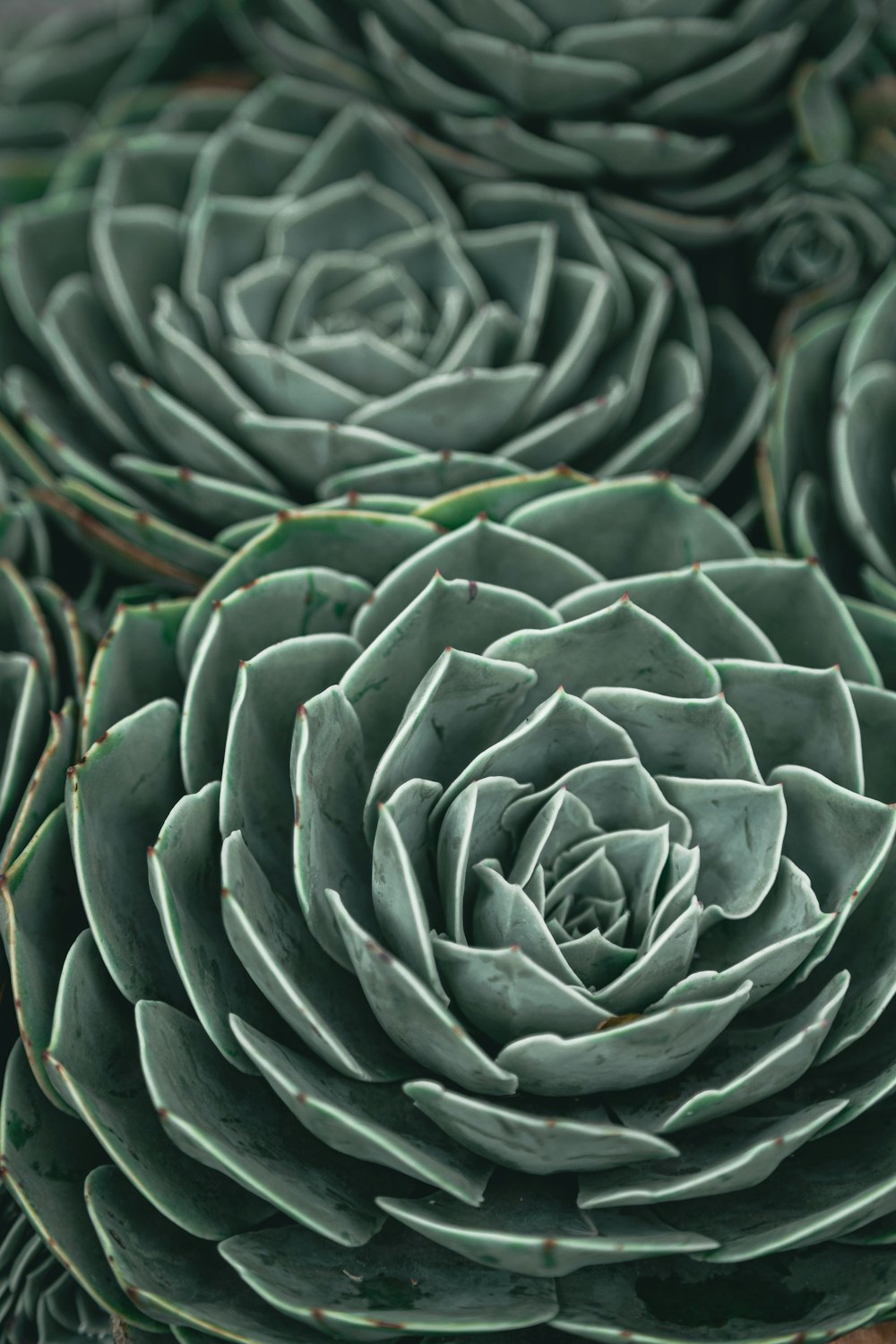 a close up of a plant