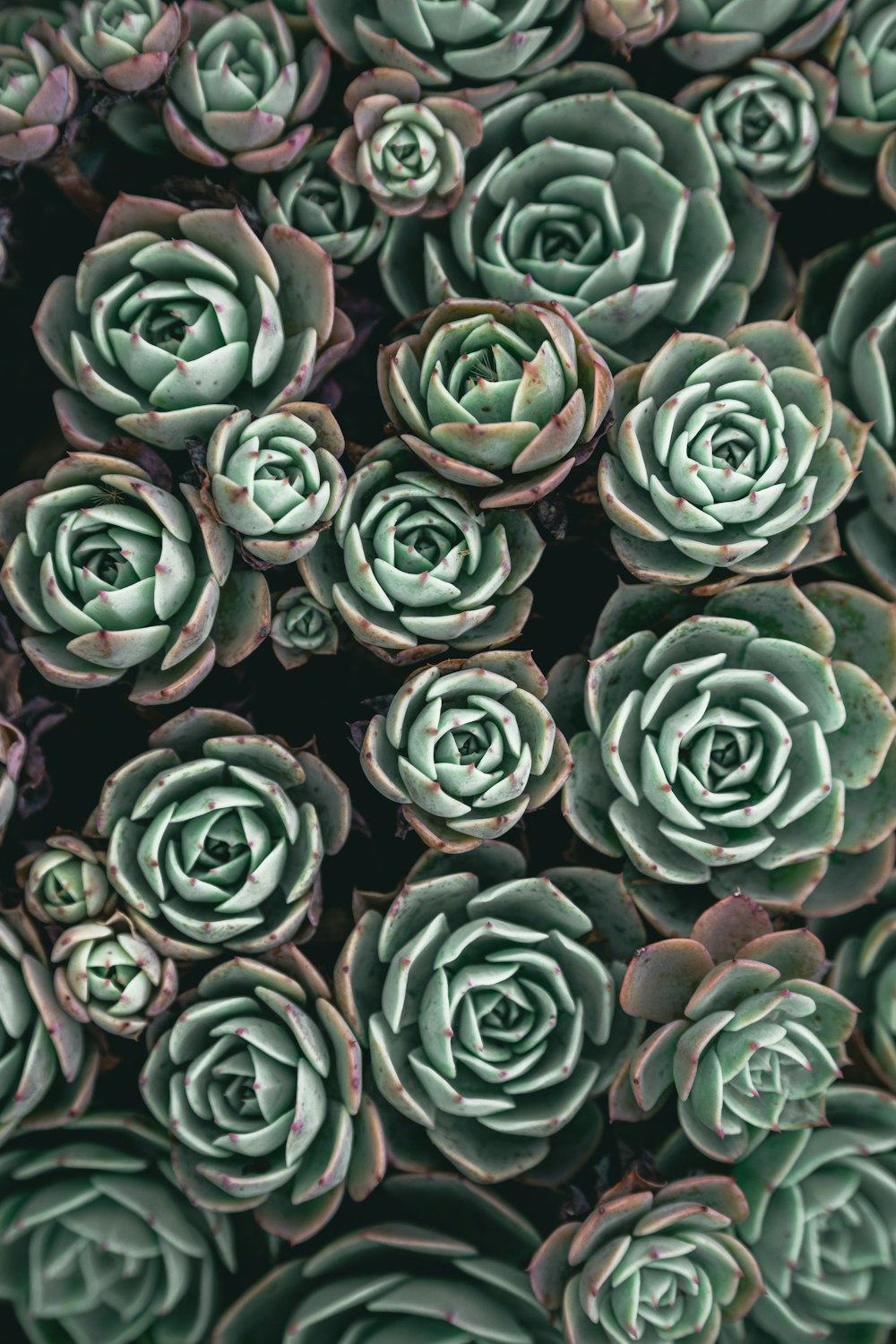 a group of green and blue flowers