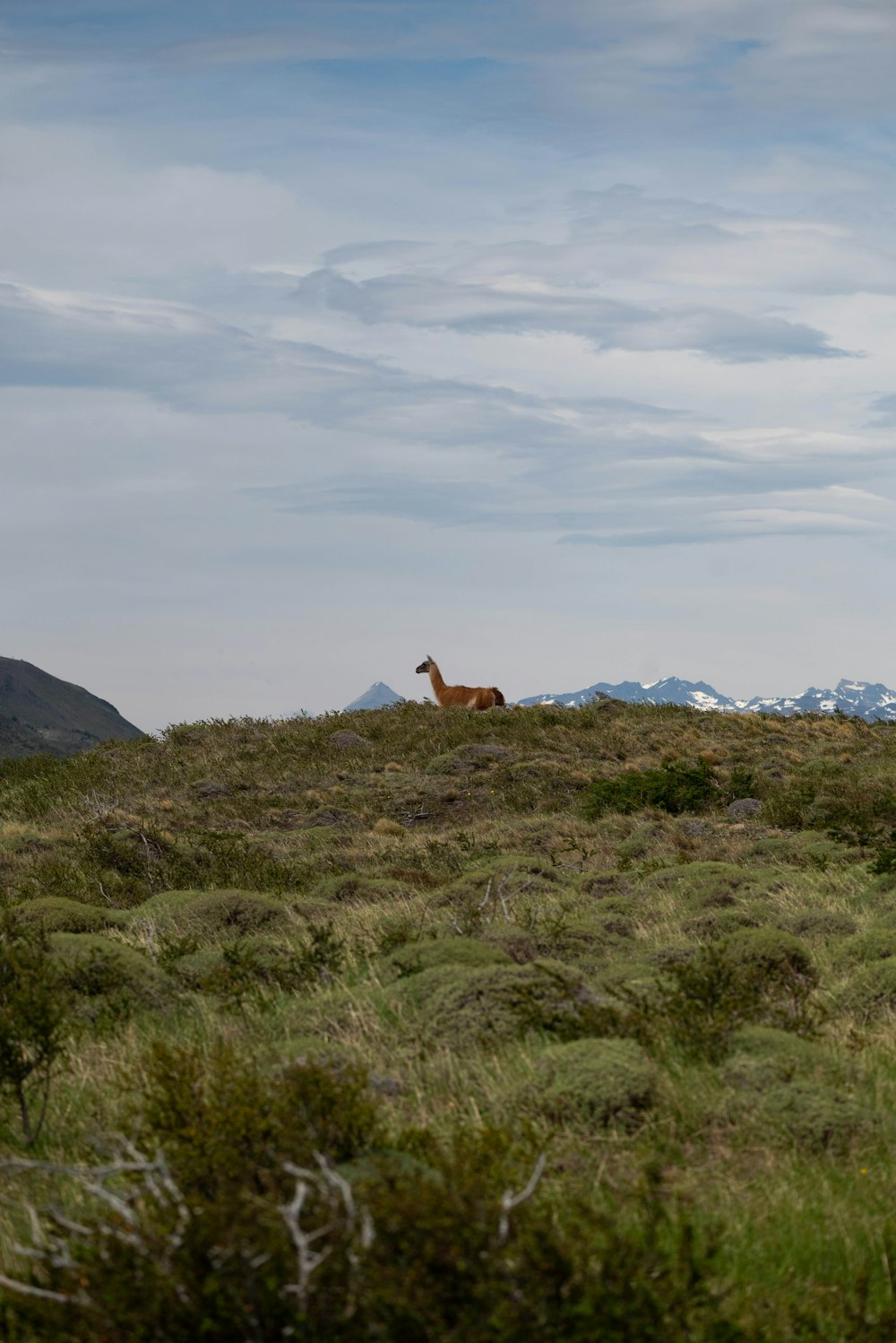 a deer in a field