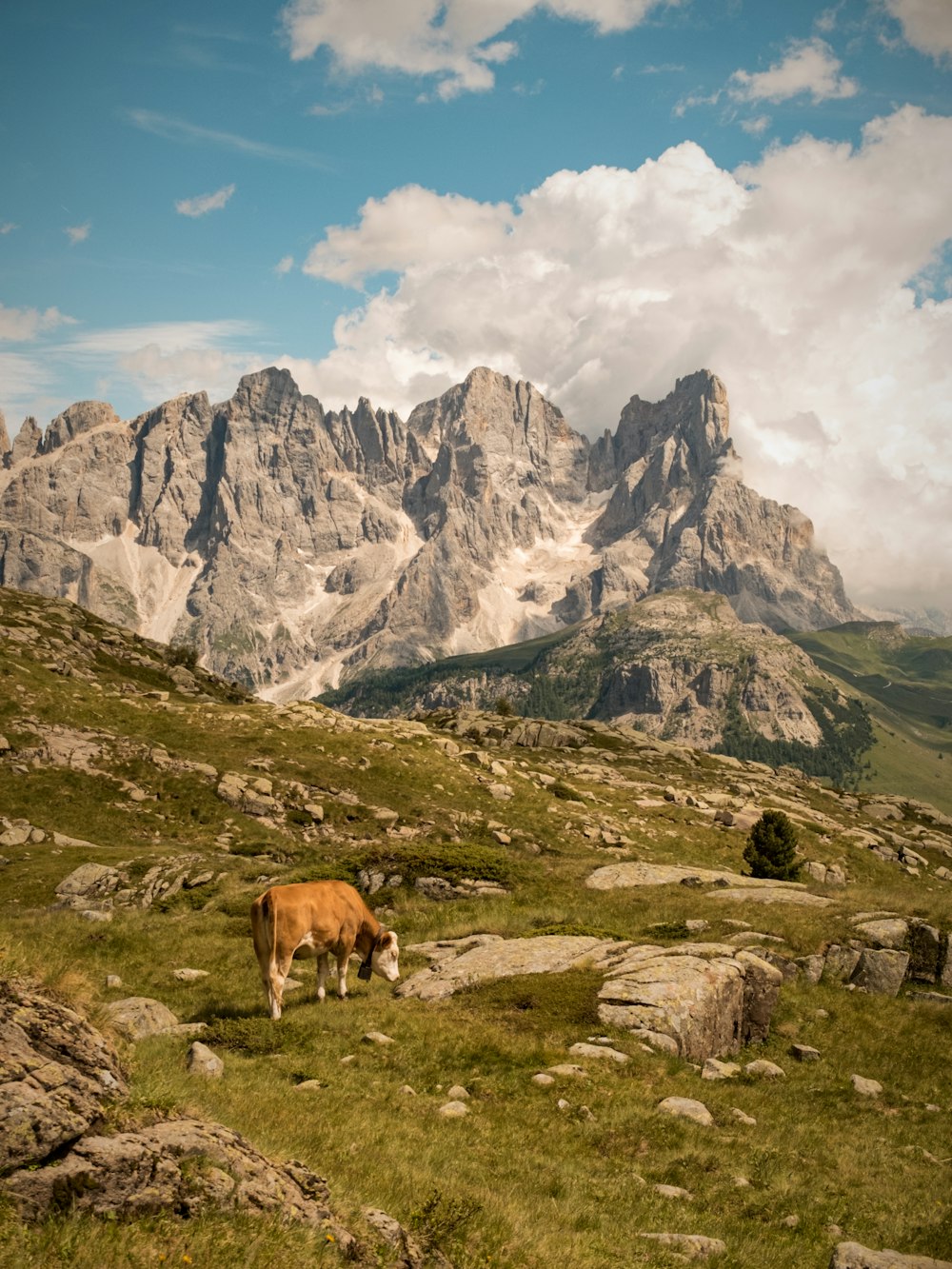 a cow grazing on a hill