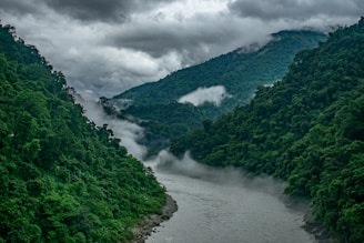 a river running through a forest