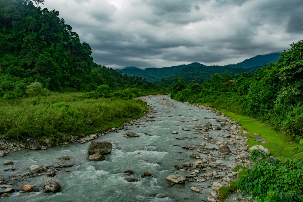 a river running through a forest