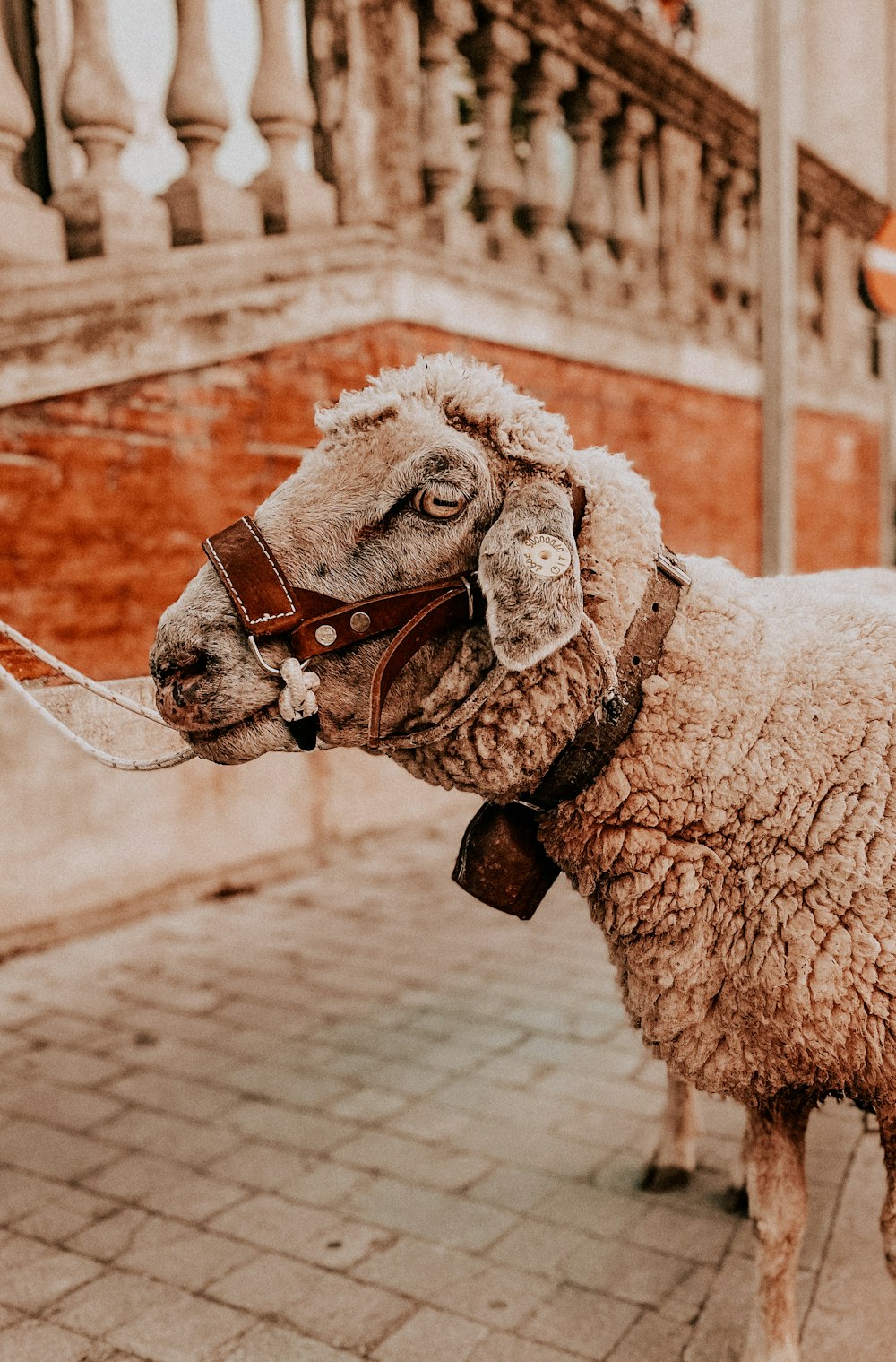 a llama with a harness