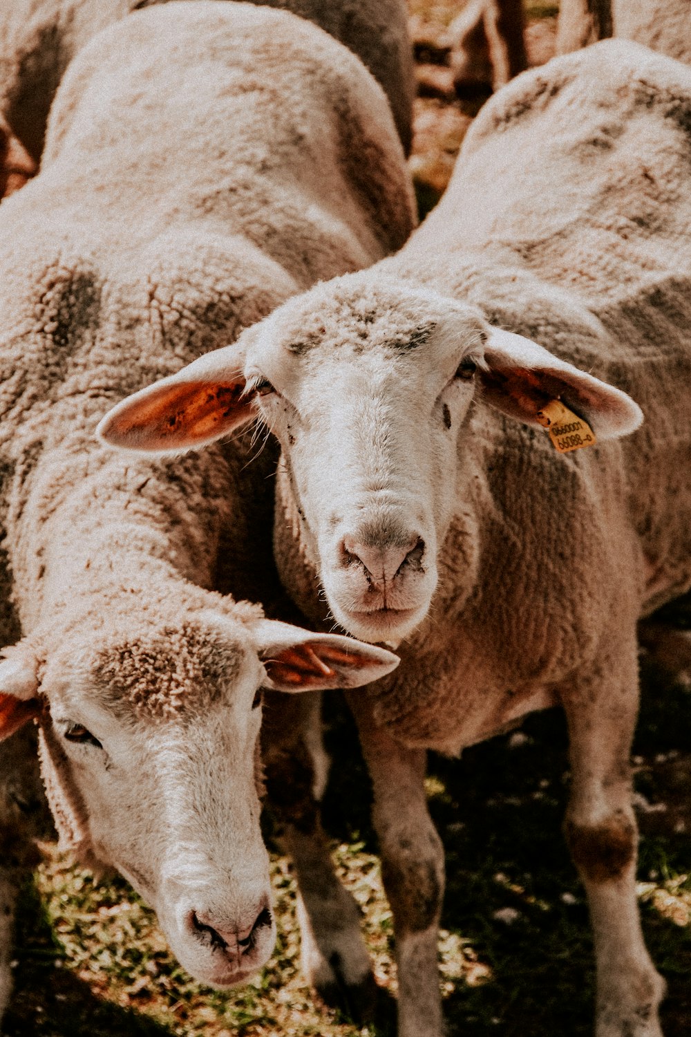 a couple of sheep with tags on their ears