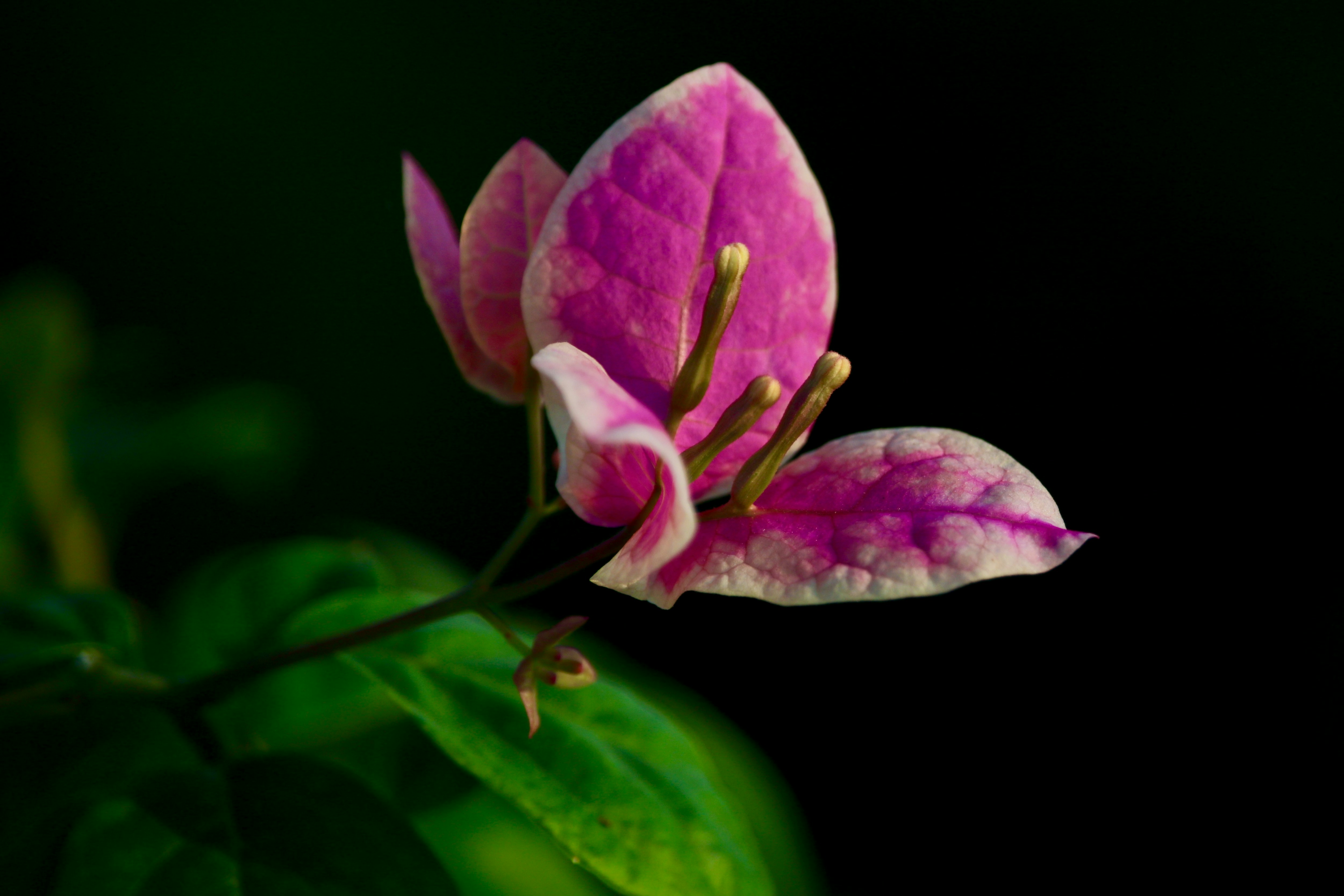 a pink flower with green leaves