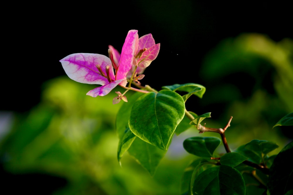 a pink flower on a plant