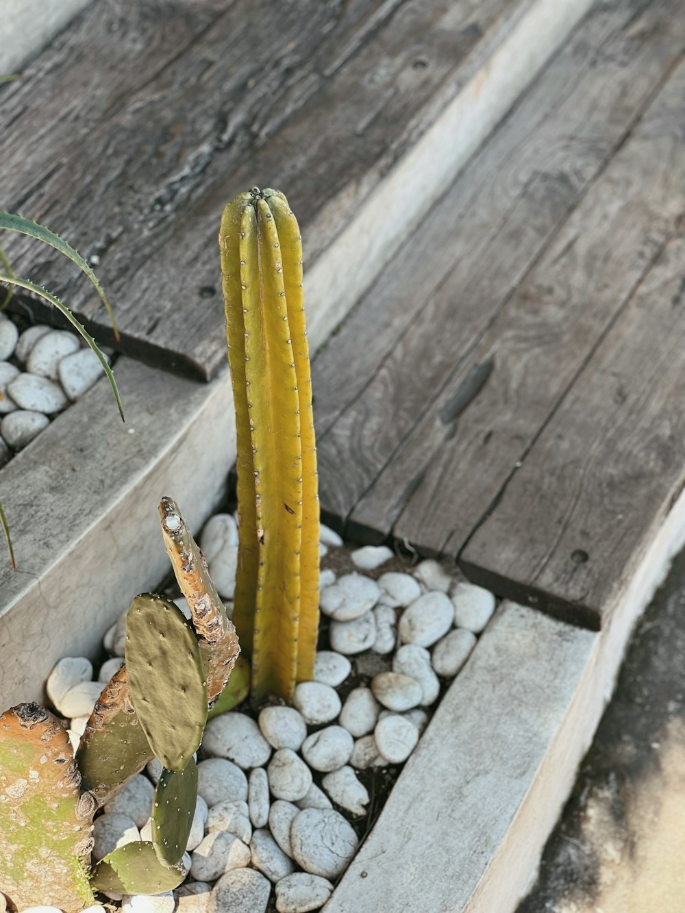 a snake slithering on rocks