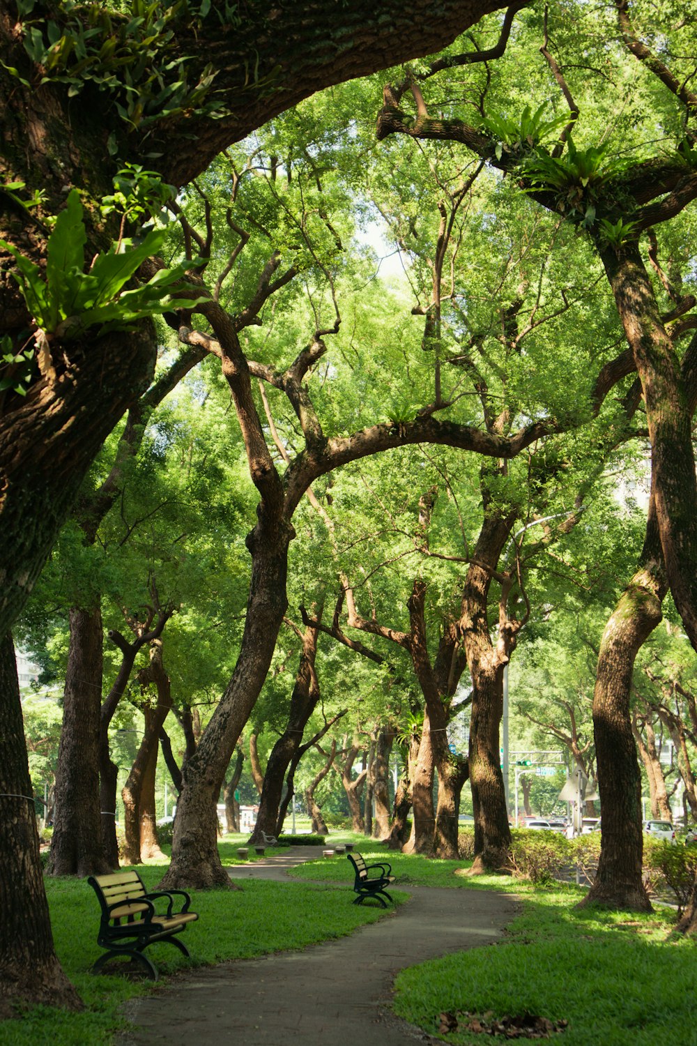 Bancos en un parque