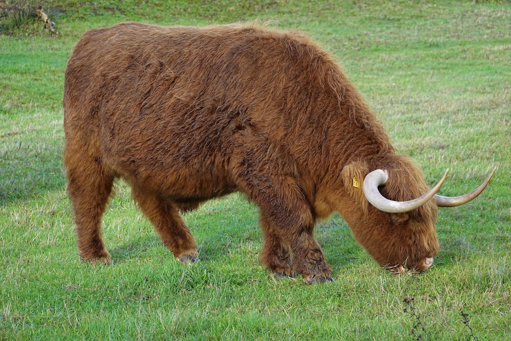a large brown animal with horns grazing