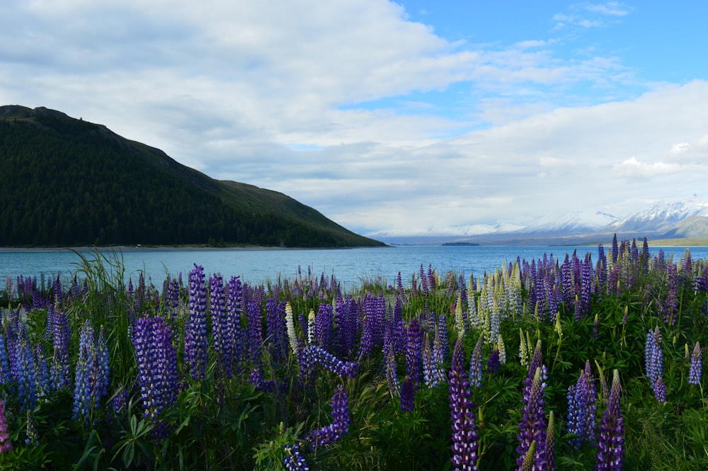 a field of purple flowers with a body of water in the background