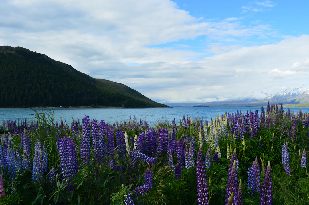 16-Day New Zealand Luxury Itinerary: Epic Journeys Guide