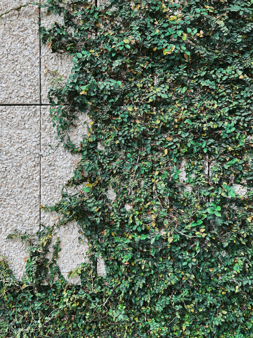 Eine Mauer, auf der Efeu wächst