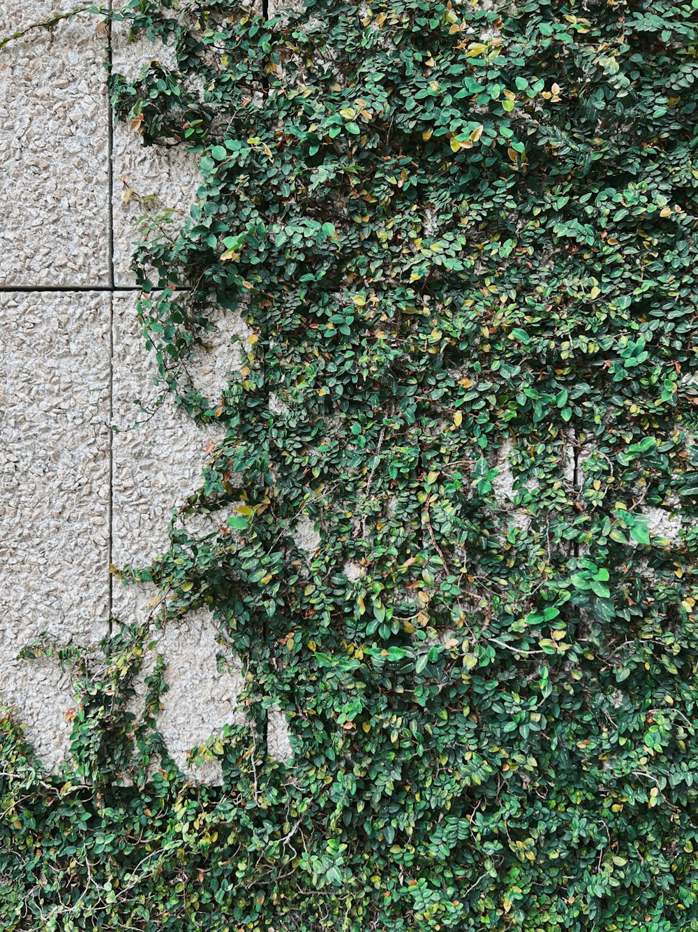 a wall with ivy growing on it