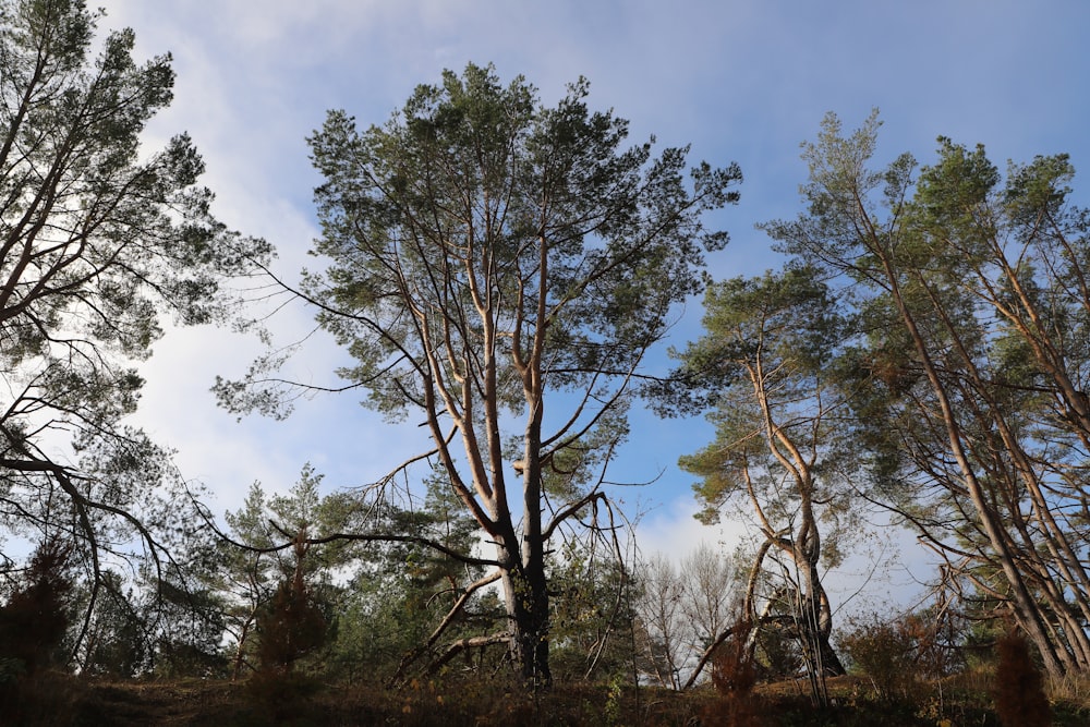 a group of trees