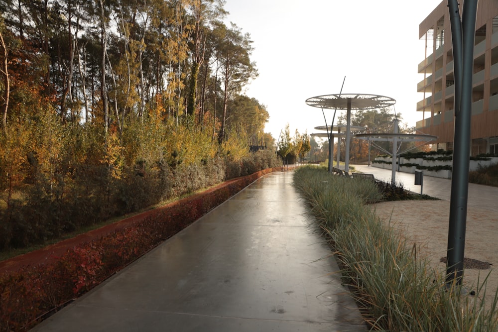 a path with trees on the side